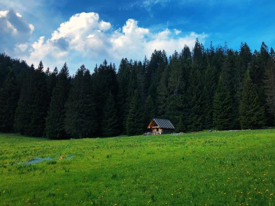 Trees in the distance and a little barn at the end of the field
