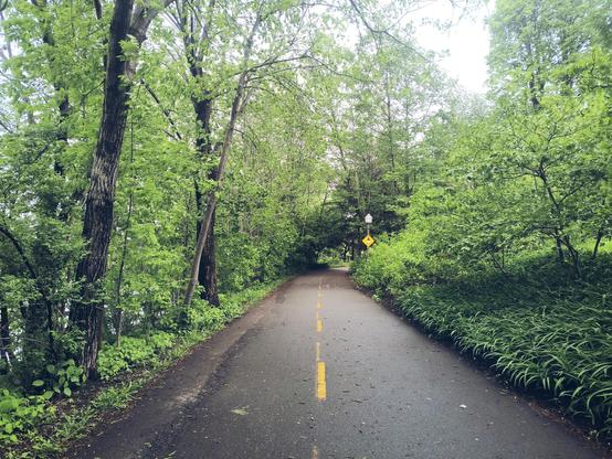 Ciclovía enmarcada de árboles y hojas frescas por la lluvia.