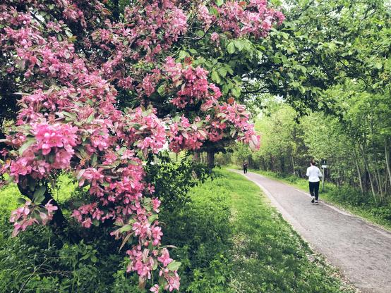 Lo que creo que es un manzano. Está repleto de flores rosas y se encuentra al borde de un camino peatonal. Por este corren dos personas entre muchos otros árboles.