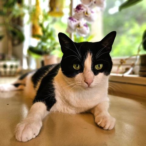 Tuxedo cat laying on kitchen counter with orchid and window in the background