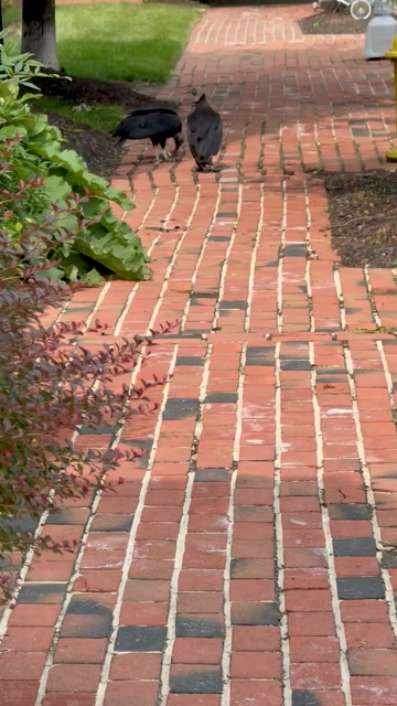 Two black vultures on a sidewalk eating the remains of some small animal