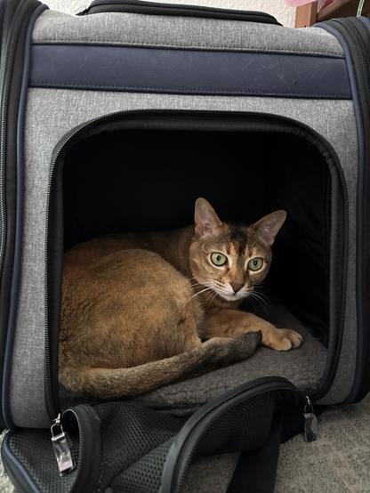 Bandit the cat, casually hanging out in her bag that she goes to the vet in. She is weird.