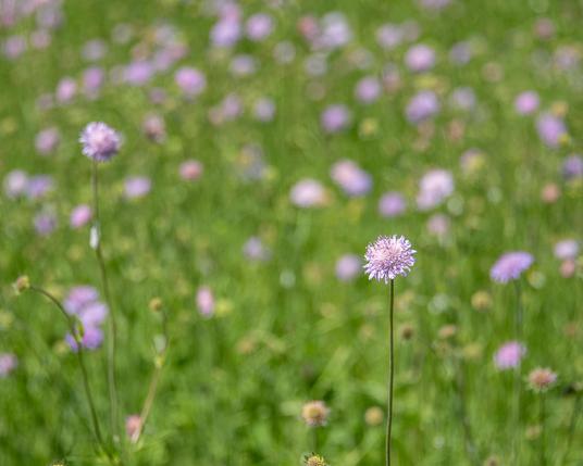 A photograph of a field of bluebuttons, with a single bloom in focus against a blurry background of greenery and light purple blossoms.