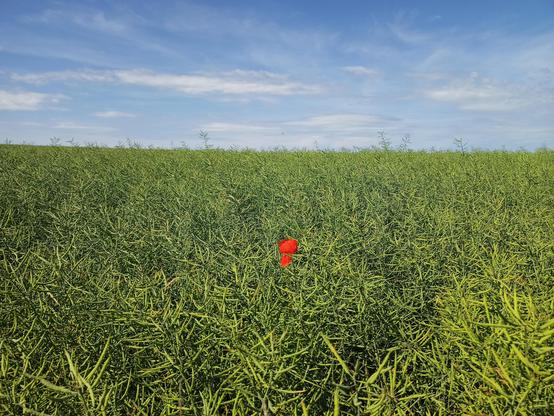 Mohnblume im Rapsfeld