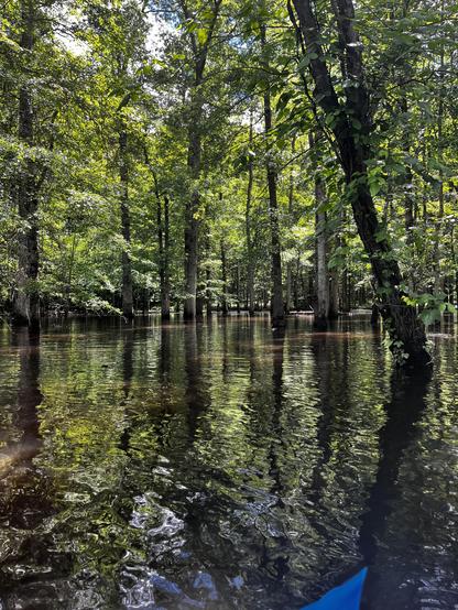 In the foreground, the amber waters of the Passaic River spread to meet the trees of the background forest.