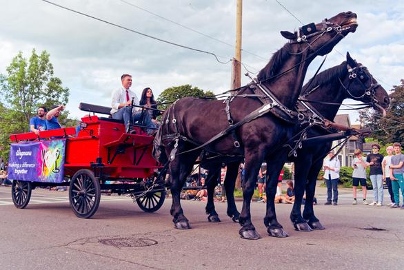 Two percherons, the closer one putting his head up to resist the bit in the middle of a street towing a red cart with a blue sign on the side advertising Wegmans supermarket with a man with a white shirt and red tie driving the horses with a woan with curly hair sits next to him and more people in blue shirts in the wagon behind them
