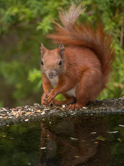 Ein Eichhörnchen kauert auf einem Brunnenrand, seinen buschigen Schwanz an den Rücken geschmiegt. Es schaut dabei direkt in die Kamera. Im unteren Drittel des Bildes ist sein Spiegelbild im Wasser zu erkennen 