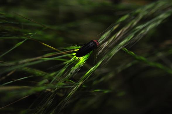 A firefly.