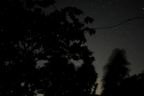 Fireflies at night.