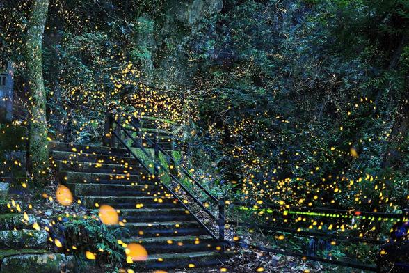 Fireflies at night.