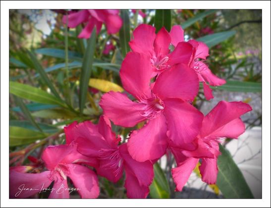 The image captures a close-up of vibrant pink oleander flowers in full bloom. The petals are soft and delicately layered, with a slightly ruffled texture that catches the light beautifully. The flowers cluster together, creating a dense splash of color against the backdrop of slender, elongated green leaves. The leaves have a smooth, glossy surface, adding contrast to the vivid pink blooms. In the background, hints of more foliage and a stone or paved surface can be seen, slightly blurred to emphasize the flowers in the foreground. Oleanders are often symbolic of beauty and resilience, but it's important to note that all parts of this plant are toxic if ingested. The image conveys a sense of natural elegance and lush vitality.
