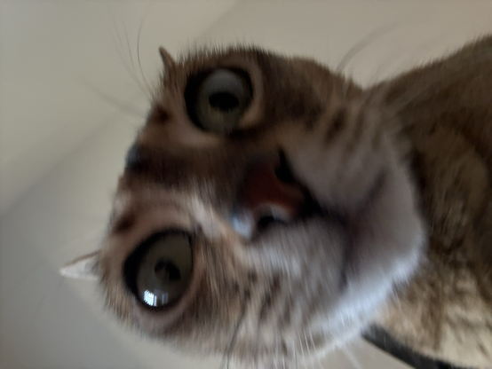 Front facing camera view of Bandit. She is mild shock.