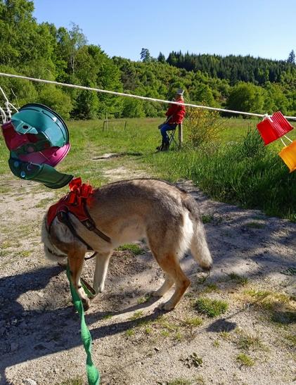 A dog turned to sniff the ground warily. She has spotted a scarecrow in the field, dressed as a hunter. Both dog and scarecrow wear red coats, and a string of  tattered flowerpots in red orange and green hang across the foreground, over a dirt track leading into the field.