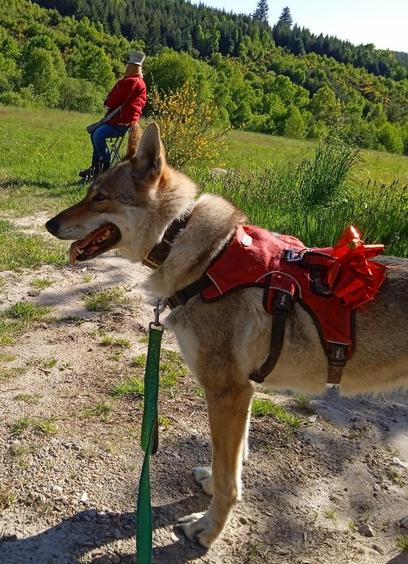 Close up of the dog side on, who is brown and grey, with a long pointed face like a wolf. She wears a bright red and black harness topped with a red gift bow. The scarecrow is sitting in a chair directly behind, wearing jeans, red jacket, red police hay, and a hunting rifle across its knees.