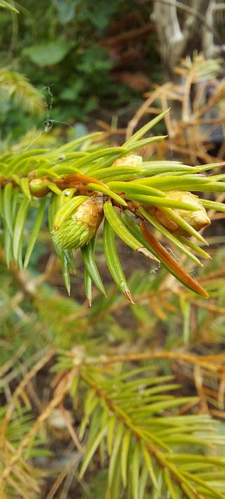 A close up of a small Norway Spruce tree in my garden, showing the end of a branch where new growth is emerging from buds on the end.