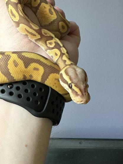 Ball python on my wrist 