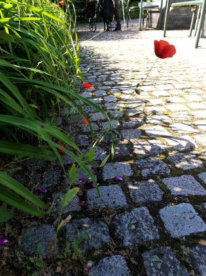 La scène dessinée avec plusieurs coquelicots poussant entre les pavés du Stadtgarten à Karlsruhe