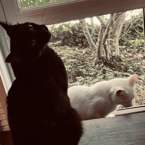 a white cat sits on a window sill in contemplation while in front of her a black cat sits and turns his head up to look at us
