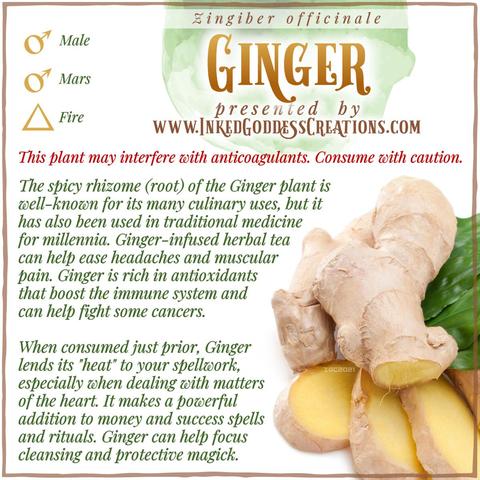 A partially sliced ginger root and leaves sit against a white background. The text explains ginger's metaphysical correspondences, some trivia about its origin and historical use, and ways to use it in your magickal practice. Presented by Inked Goddess Creations.