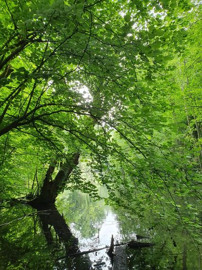 Eine Wasserstelle im Lührmannwald, der direkt an die Margarethenhöhe angrenzt.