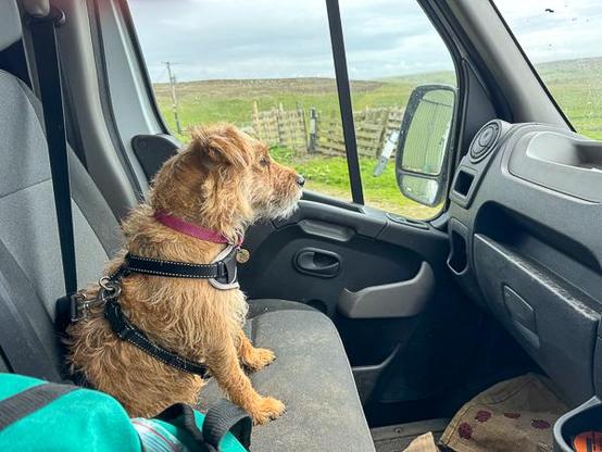 Patterdale terrier in the van