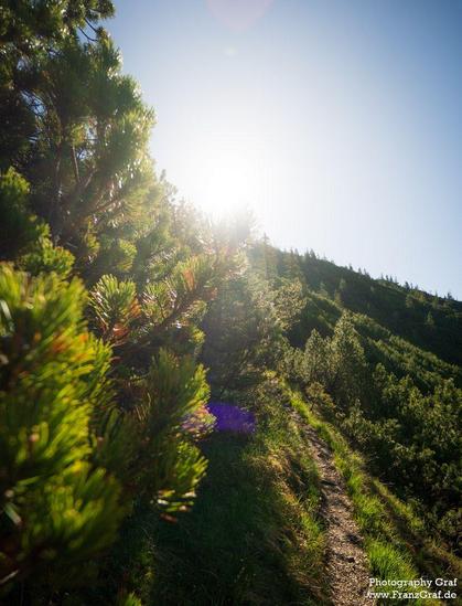 A serene scene captured on a hilltop, showcasing a winding trail surrounded by an array of lush green trees. The landscape is bathed in sunlight, with the sun peeking through the foliage, casting a warm glow on the earth below.. The overall composition exudes a sense of tranquility and natural beauty, making it an ideal setting for outdoor enthusiasts and nature lovers to explore and enjoy.