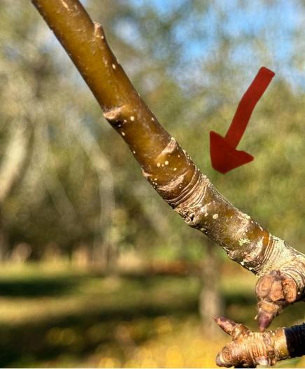 Junction rings on branch making new growth