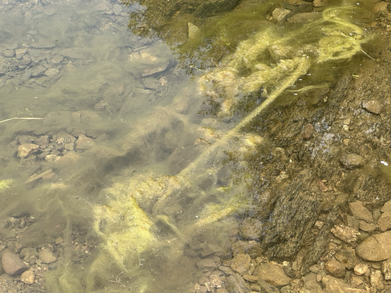 A stream and growing algae.