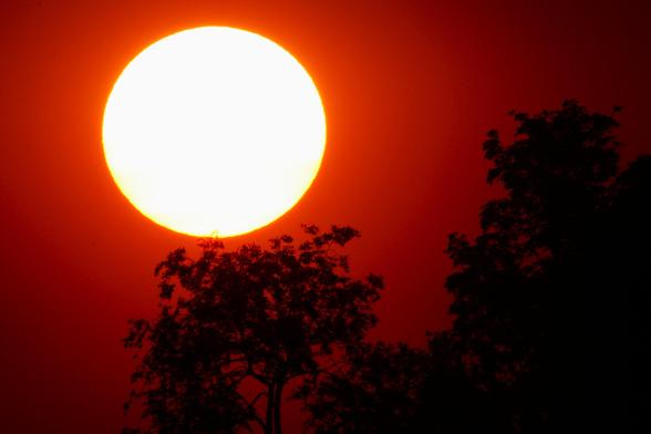 Sunset image of a large white sun on the left side of the image, just above a treetop with a red sky behind.