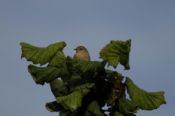 Eurasian wren (Troglodytes troglodytes) sitting on top of a branch with some big leaves. As the second smallest bird of Europe, all the leaves on this tree are bigger than it, but it still exerts a royal air with its pose.