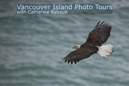 Bald eagle flying over the sea. The text on the photo reads: Vancouver Island Photo Tours with Catherine Babault.