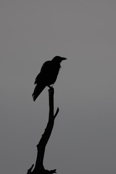 Silhouette of a carrion crow (Corvus corone) sitting atop a crooked branch devoid of leaves, offset to a grey sky. 