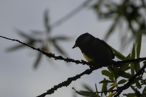 Silhouette of a great tit (Parus major) sitting on a moss covered branch with an insect in its beak. A few leaves and a light grey sky in the background. 