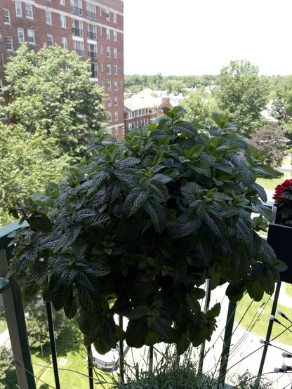 Two Mint plants with deep large green leaves on a balcony in a Lechuza pot.