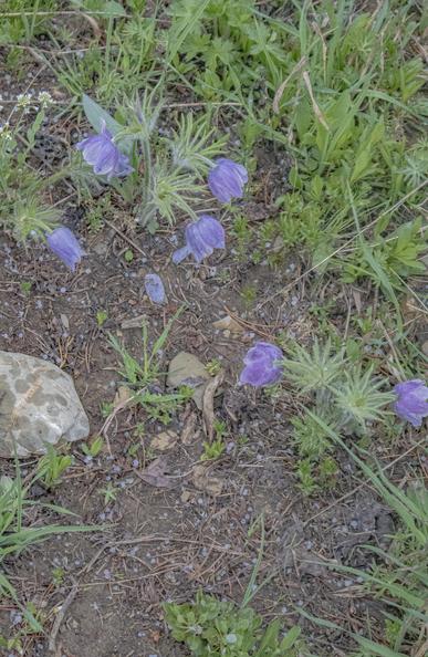 small gravel sized hail and glad it was not heavy. we had stronger showers/storms this morning when upper trough came thru. 