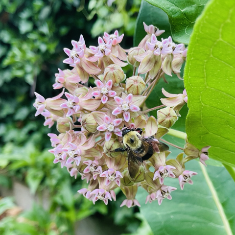 Yellow and black bumblebee visiting a milkweed flower. The bee is facing up with its wings towards the camera. The milkweed inflorescence is spherical and each flower is bright pink with 5 petals. 