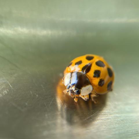 A small beetle. The wing covers are orange with black spots, the face it black on top with white sides. Mouthparts that look like tiny bristles are visible, as are multi-part black eyes and feet.  