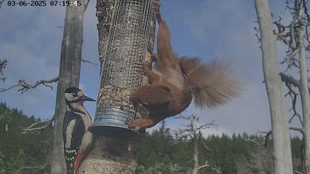 A Red squirrel (Sciurus vulgaris) shares a peanut feeder with a Great Spotted woodpecker (Dendrocopos major).  The dark green of a conifer forest is visible behind them, and above that a cloudy blue sky. 
