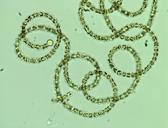 Image: Algae image. Credit: Ben Long
