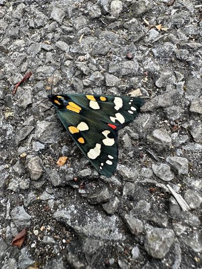 A close up photograph of a scarlet tiger moth on an uneven grey path. Its wings are closed. Its wings are iridescent black with yellow spots toward the front and white spots toward the back. A red spot can be seen between the wings where they meet at the back.