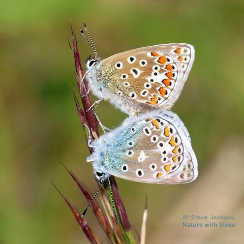 Photo of a pair of Common Blue Butterflies (Polyommatus icarus) mating. The Butterflies are perched, wings closed and abdomens joined, on the side of a grass flower-head (which looks spiky, and is mostly purple in colour); we are looking at them side-on. The female is facing upwards, and the male, below her, is facing downward. They have hairy bodies, whitish in colour with hints of pale blue which are much stronger on the male. That blue colouring extends, in the case of the male, onto the lower parts of the underside of his hind-wing. The rest of that wing (and in the case of the female, the whole of it) is brown, with white, black-centred spots, and (near the outermost edge) a row of orange markings, which are darker on the female. The faces are white with black eyes, and the antennae are black with white bands along them (or possibly the other way round); the thicker ends of the antennae are black with white tips. The legs are white, with the lowermost parts encircled by black bands.