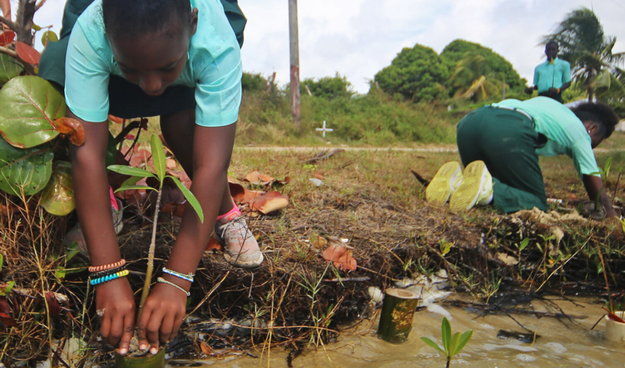 Mangroves in Belize protect coastlines, are nursery grounds for fish, and store vast amounts of carbon.
