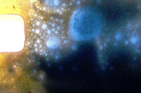 This is a frame from a series of images of flowers in the home garden. The warm Mediterranean light wrapped in the reflections of spring plants created this cosmic landscape. 
The frame was exposed with a 1962 Bolex H-8 REX, the film is 8 mm, made by Orwo (one of the last I could find) and the developer I used was Dokumol. The development times were FD 9' 20'' at 21.5 degrees, Bleach 24' 40'' at 24 degrees.