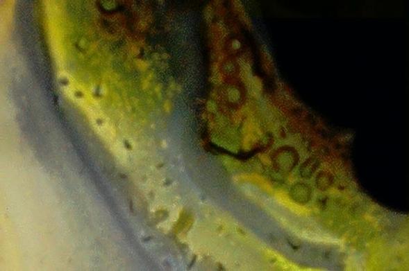 The surfaces are surrounded by gas layers with temperatures corresponding to different colorations. The inlets allow the flow of liquids and any solvent substance.
We are enveloped, even after birth, by a “bubble,” of which we sometimes lose awareness.  
The light in the vicinity of a harbor area blends with the reflections of the sea.
The camera is the Bolex H-8, the film is Fomapan, the developer Dokumol and the development times FD 8' 15' at 21 degrees (room temperature), bleach 15', 21 degrees.