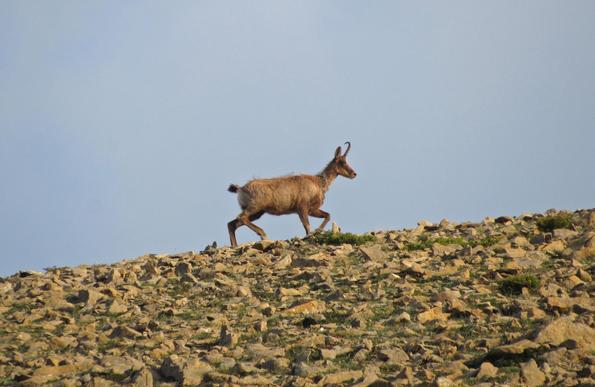 Foto de un sarrio pirenaico macho (Rupycapra rupycara pyrenaica) mudando el pelo de invierno a verano.