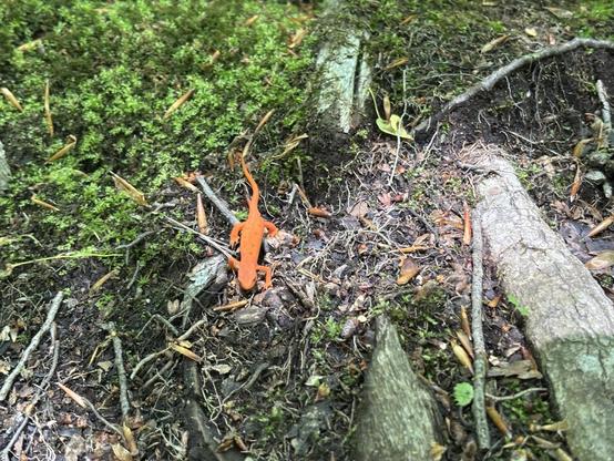A bright orange nest on some green moss and leaf litter.