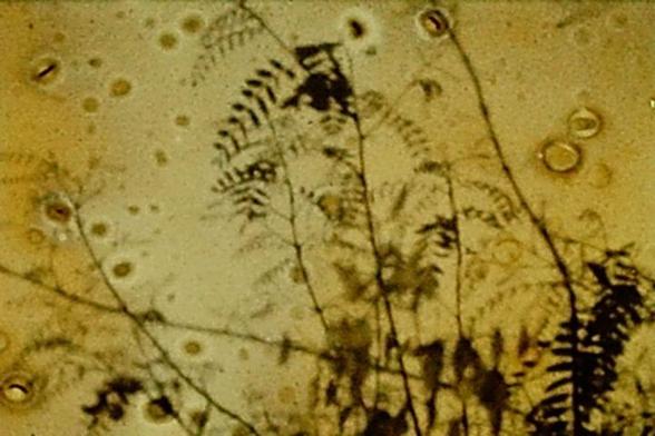 In photographic development, particularly with Caffenol, contrasts balance naturally.
Fomapan Super 8 film, exposed with Agfa Movexoom 10 camera, developed with Caffenol, FD 20' 30'' at 24°, bleach 7' at 23°.
