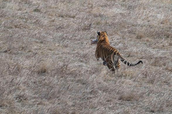 A Bengal tiger leaps across dry grass carrying a chunk of meat in its jaws. The scene was photographed at The Wild Animal Sanctuary in Keenesburg, Colorado, capturing the tiger mid-stride from behind.