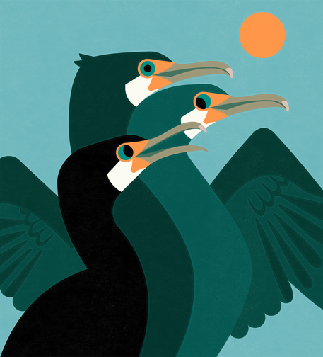 Flat illustration of three Great Cormorants, one is drying their wings and the others are playfully looking at each other. The birds are arranged in a way where their long necks nest into each other. 