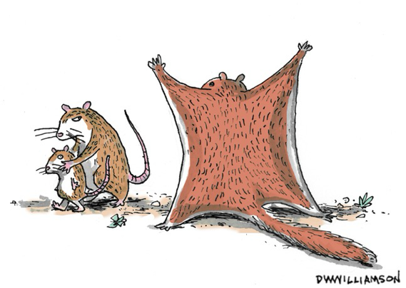 Flying squirrel flashing a mother and child mouse